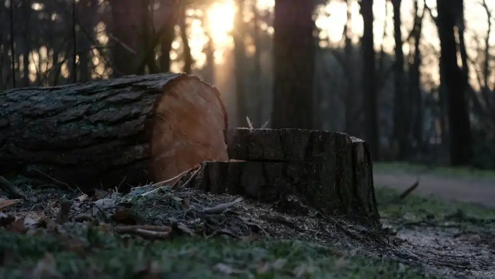 how much does it cost to cut a 40 foot tree