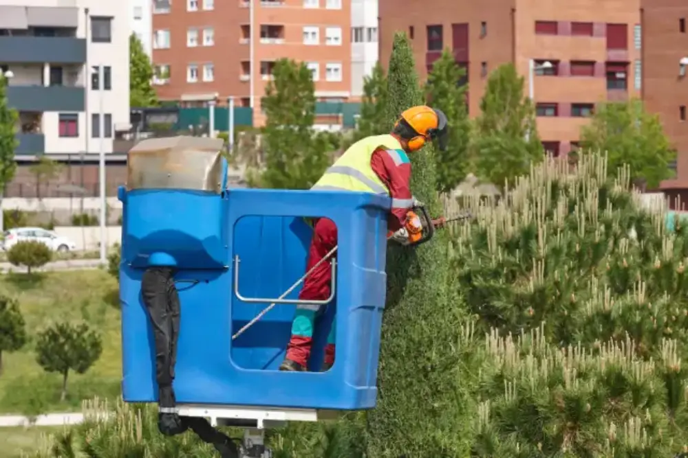 how-much-does-tree-trimming-cost