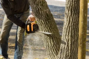 remove-a-tree