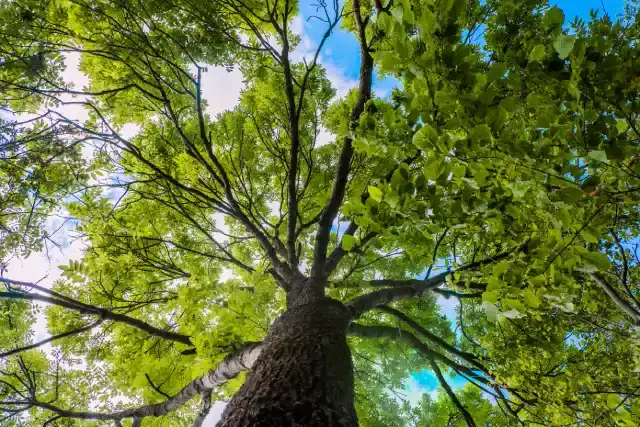 Tree Tips & Guides