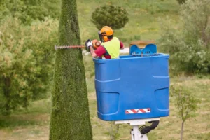 tree-trimming
