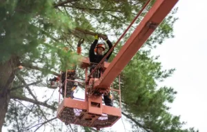 tree-trimming-arborist