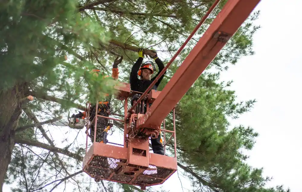 tree-trimming-arborist