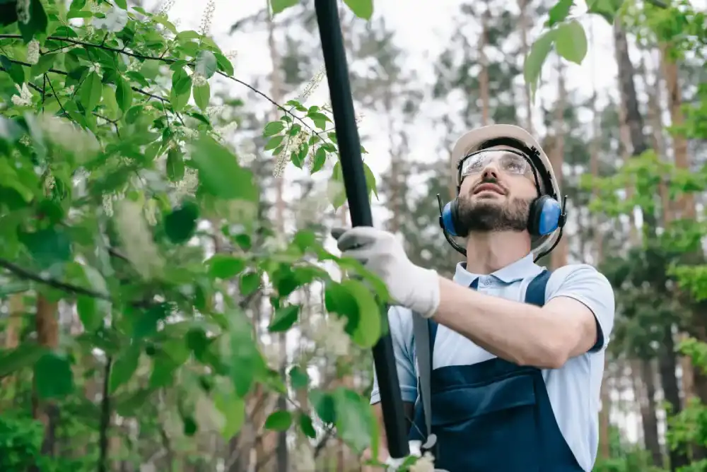 what-is-a-reasonable-price-for-tree-trimming