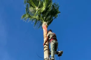 palm-tree-trimming