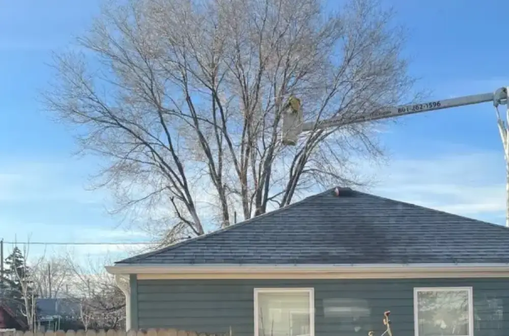 trim an overgrown tree