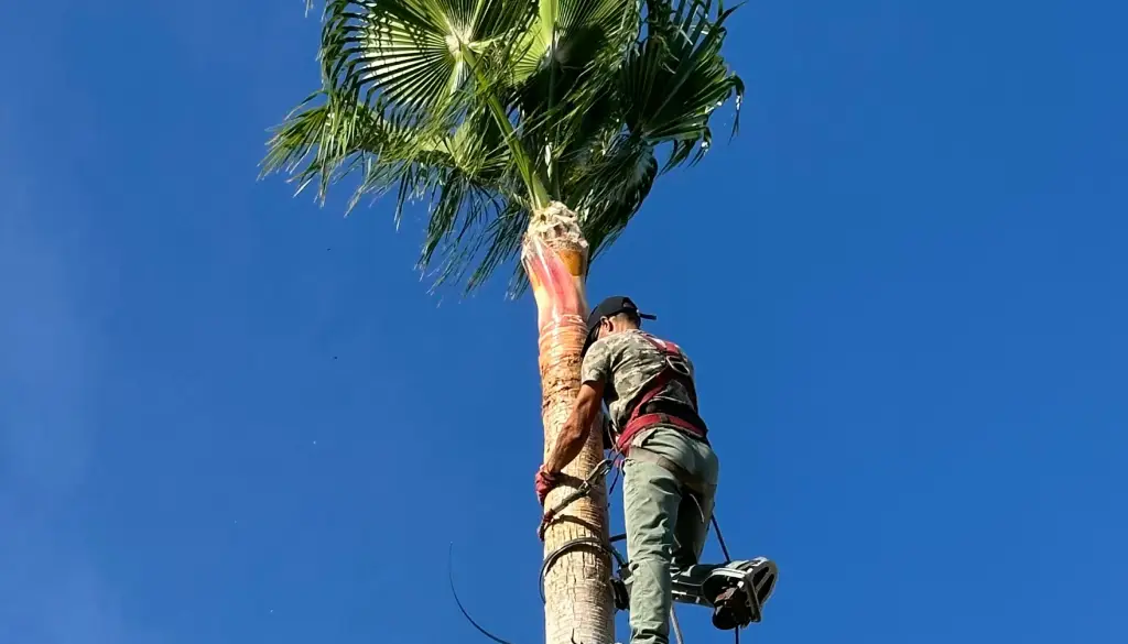 Palm Trees Trimming