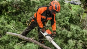 best-time-to-trim-trees-seasonal-cost-savings-guide