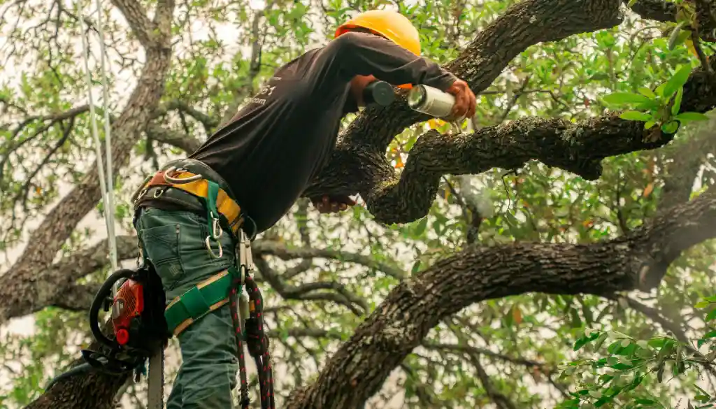 hoa-tree-trimming-requirements