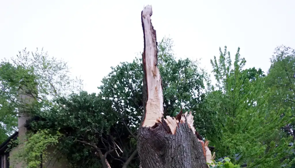 tree-damage-after-a-storm