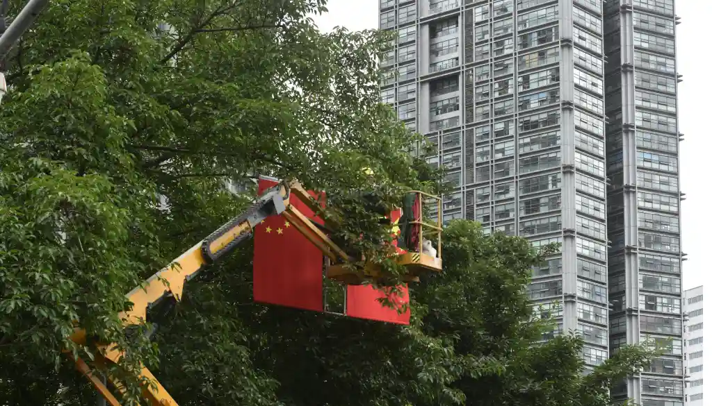Avoid Costly Mistakes When Trimming Trees