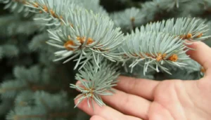 Can Trimming a Pine Tree