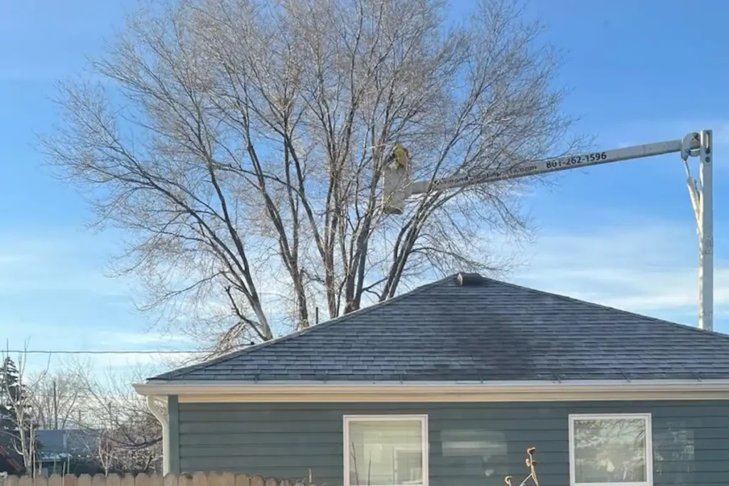 avoid costly mistakes when trimming trees