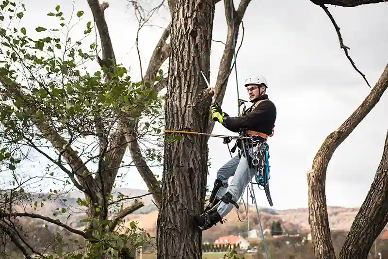 How to Budget for Seasonal Tree Maintenance Costs