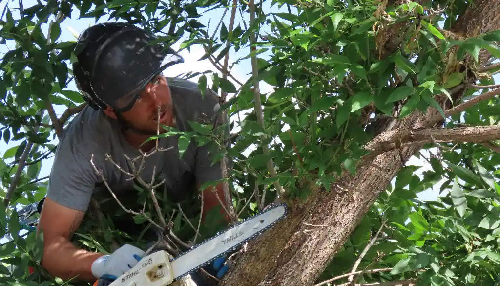 How to Choose a Tree Trimming Service