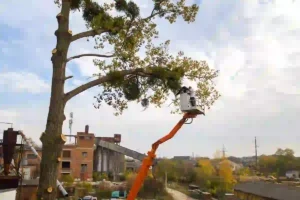 affordable tree trimmer near me