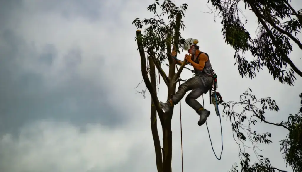 certified arborists