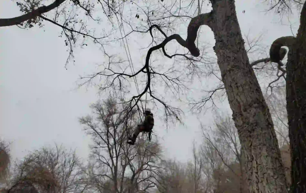 common trimming mistakes in utah