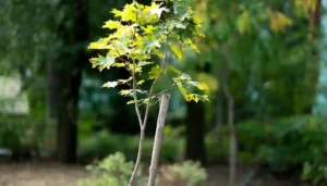 how to train young trees for strong growth