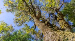 tree maintenance costs