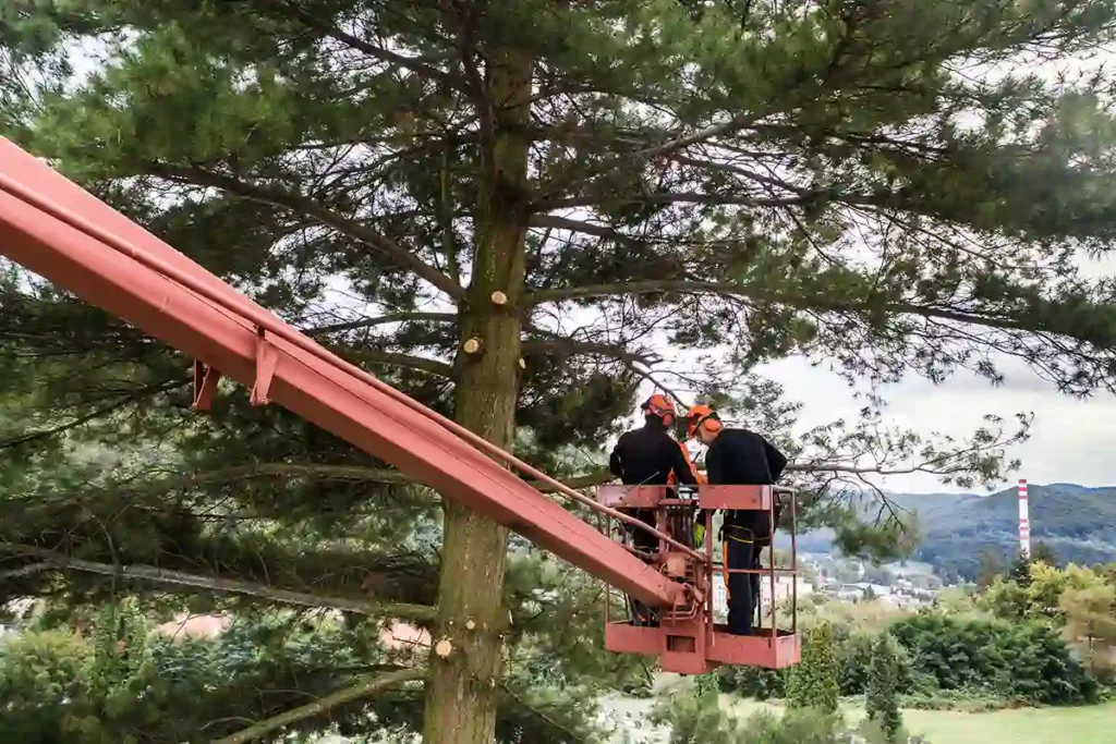 tree maintenance service calculator