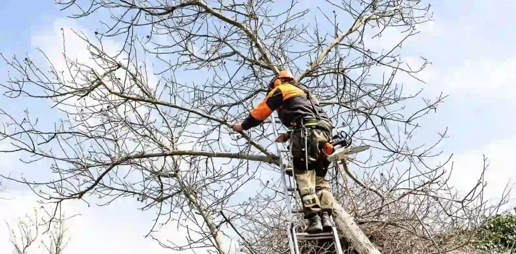 tree pruning near me cost
