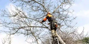 tree pruning near me cost
