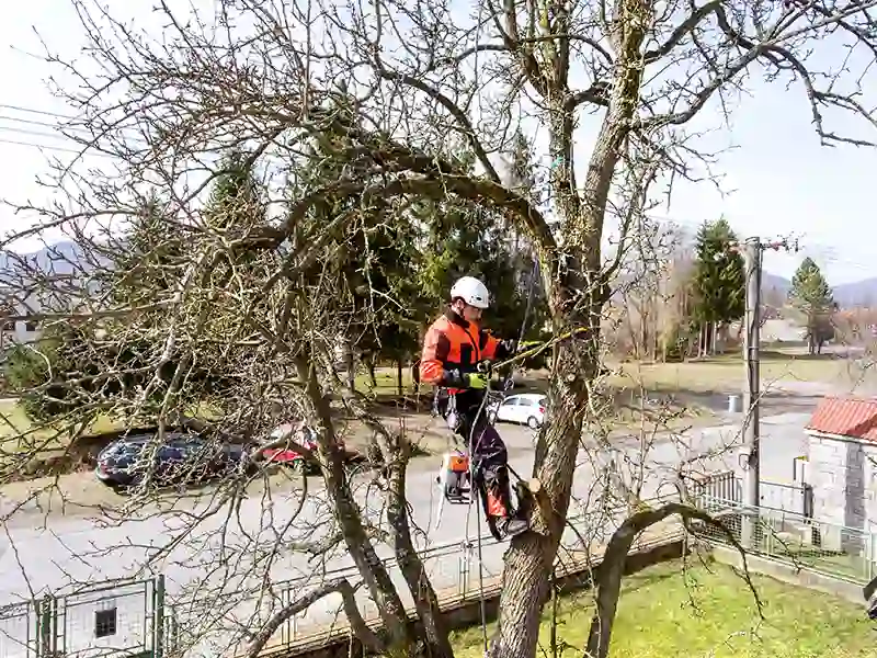 tree pruning near me