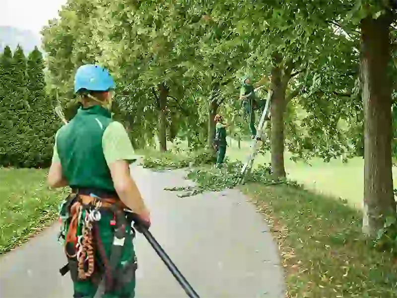 tree trimmer near me
