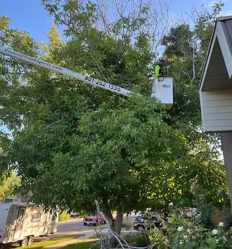 types of tree trimming services